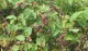 Boysenberry