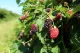 Boysenberry