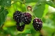 Boysenberry