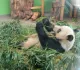 Panda Garden