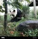 Panda Garden