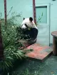 Panda Garden