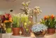 Bloemen met Stijl