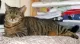 Keithley Cat Care Charity Shop