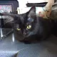 Keithley Cat Care Charity Shop