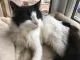 Keithley Cat Care Charity Shop