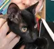 Keithley Cat Care Charity Shop