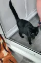 Keithley Cat Care Charity Shop