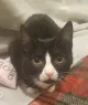 Keithley Cat Care Charity Shop