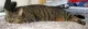 Keithley Cat Care Charity Shop