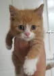 Keithley Cat Care Charity Shop