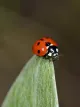 La Coccinella