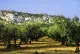 Une olive en Provence