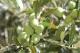 Une olive en Provence