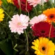 Bloemen Gerbera