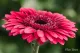 Bloemen Gerbera