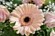 Bloemen Gerbera