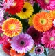 Bloemen Gerbera