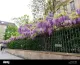 Wisteria Fleuriste