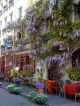 Wisteria Fleuriste