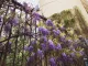 Wisteria Fleuriste