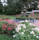 Rose Garden