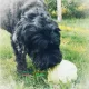 Hundherum gesund