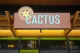 Cactus - South Lake Union