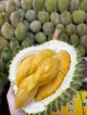 Wonderful Durian