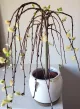 Willow Houseplants