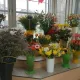 Blumen Risse