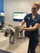 Great Northwest Animal Hospital