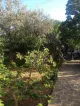 Il Giardino di Sicilia