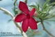 Desert Rose Direct