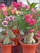 Desert Rose Direct