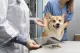 Dierenkliniek Pets Health