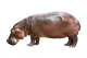 Hippopotamus