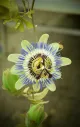 Passiflora Bloemwerk