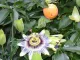 Passiflora Bloemwerk