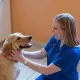 Olympic Village Veterinary Clinic