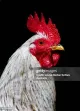 Red Rooster