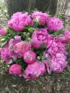 Rouge Pivoine