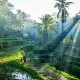 Bali Buda Ubud