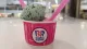 Baskin Robbins