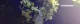 Blumen Cech