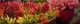 Blumen Cech