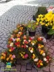 Blumen Cech