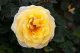 Rose of Australia