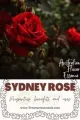 Rose of Australia