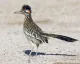 roadrunner